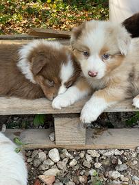 Cuccioli australian shepherd pastore australiano