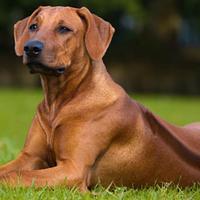 Cuccioli di Rhodesian Ridgeback