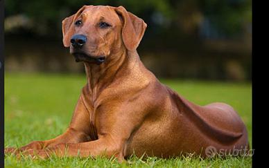 Cuccioli di Rhodesian Ridgeback