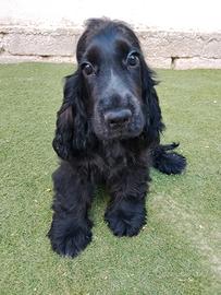 Cocker spaniel maschio pedigree ENCI