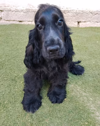Cocker spaniel maschio pedigree ENCI