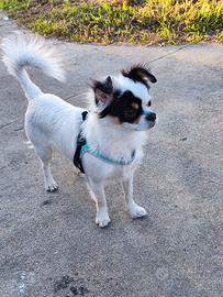 chihuahua maschio pelo lungo 8 mesi 