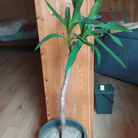 Tronchetto felicità