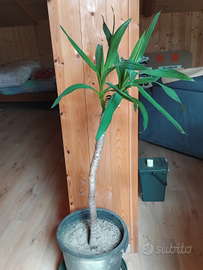 Tronchetto felicità