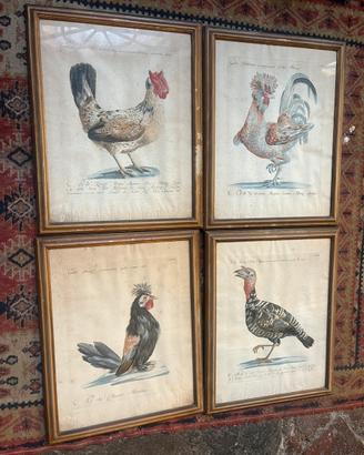 Cornici con stampe d’epoca storia degli uccelli