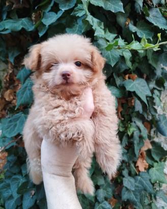 Maltipoo Toy albicocca
