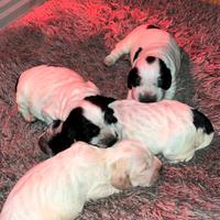 Cuccioli di Cocker spaniel con pedigree