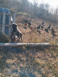 Cucciola pastore della Sila