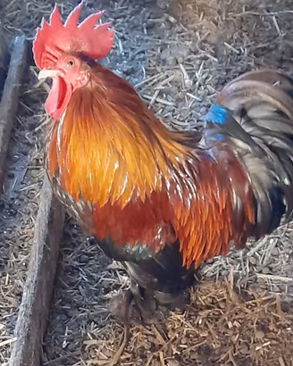Animali da cortile