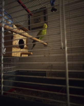 Pappagallino