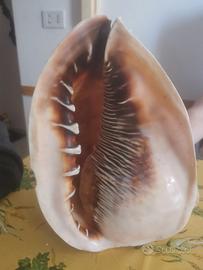 Conchiglia