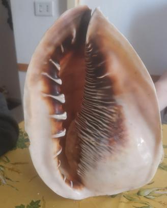 Conchiglia