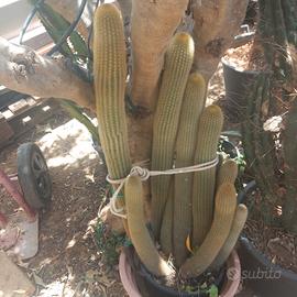 echinocereus grassa/cactus