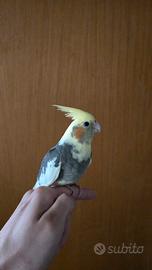 calopsitta 