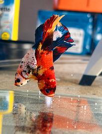Betta Plakat Koi/Nemo Disponibili