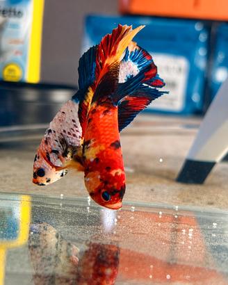 Betta Plakat Koi/Nemo