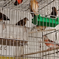 Cardinalini del venezuela