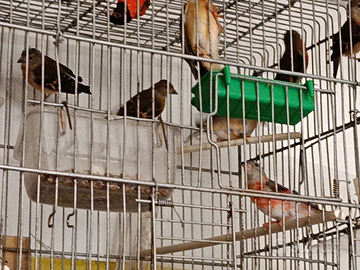 Cardinalini del venezuela