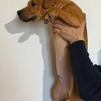 American pit bull terrier ADBA