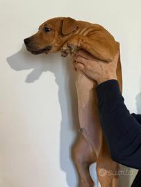 American pit bull terrier ADBA