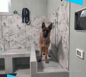 Toelettatura / Lavaggio cani