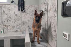 Toelettatura / Lavaggio cani