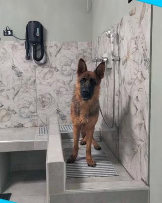 Toelettatura / Lavaggio cani