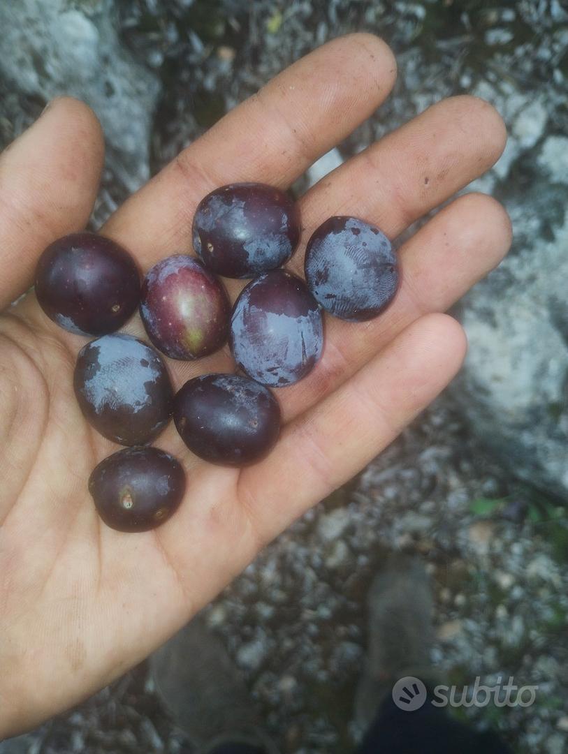 Uliveto (100 piante) a Sonnino - Vista 2