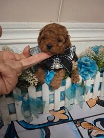 Barboncini mini toy red