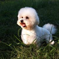 Bichon frisè pedigree ENCI per accoppiamento