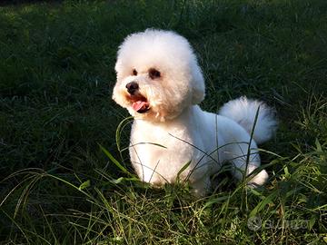 Bichon frisè pedigree ENCI per accoppiamento