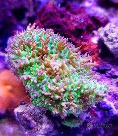 Rhodactis green pink coralli molli