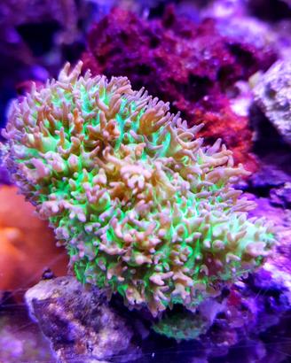 Rhodactis green pink coralli molli
