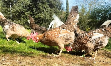 Pulcini di razza fiftyfive