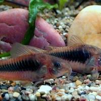 Gruppo Corydoras aeneus riproduttivo