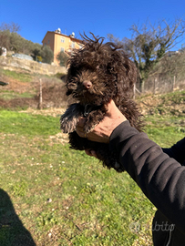 Cuccioli Lagotto romagnolo