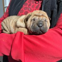 Cucciolo Sharpei