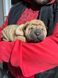 Cucciolo Sharpei