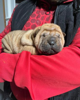 Cucciolo Sharpei