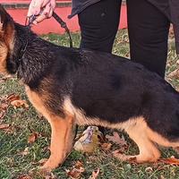 Cucciola pastore tedesco