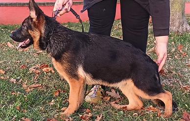 Cucciola pastore tedesco