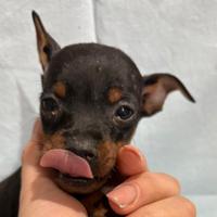 Pinscher nero focato