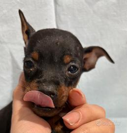 Pinscher nero focato