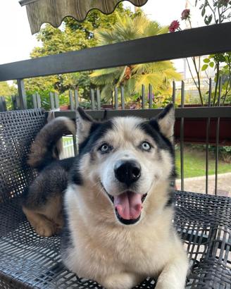 Husky da monta