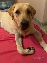 Labrador femmina