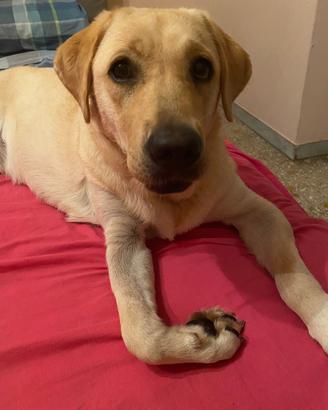 Labrador femmina