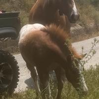 Super pony appalosa