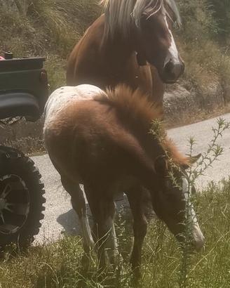 Super pony appalosa