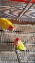 Coppia Inseparabili Roseicollis