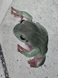 Rana Litoria Caerulea